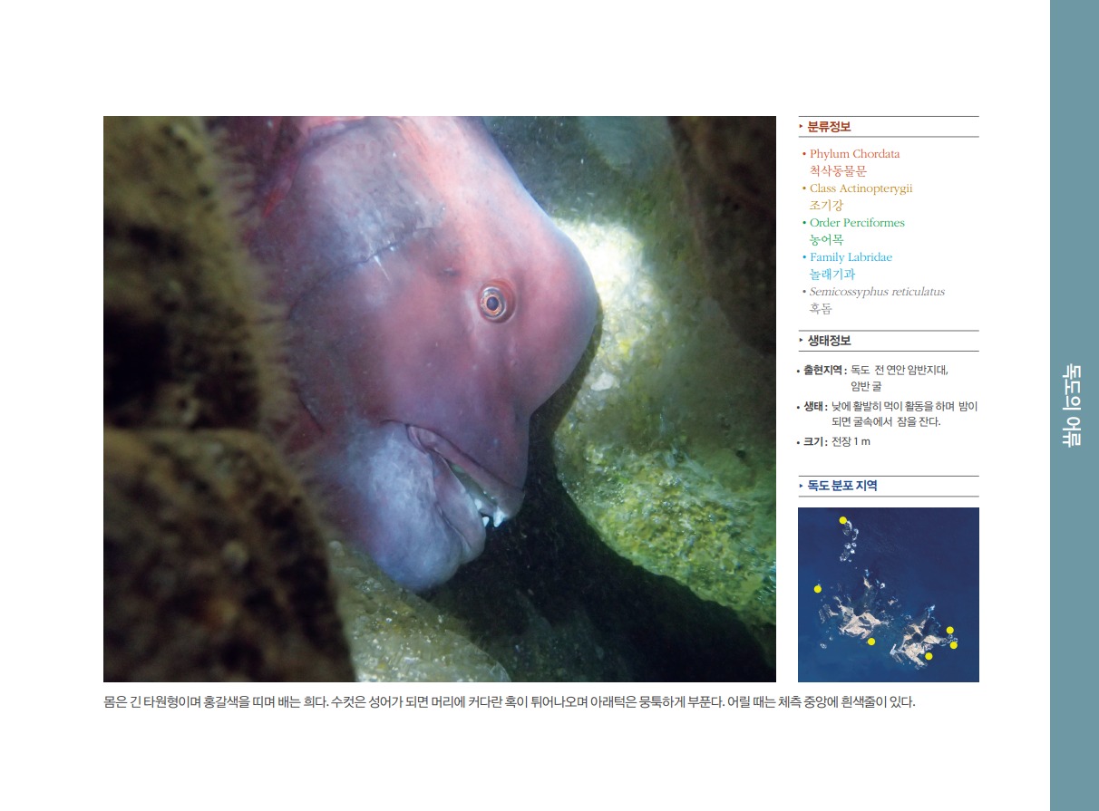 혹돔 정보